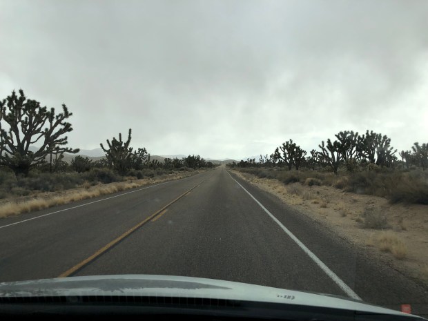 Mohave Reserve, Joshua trees