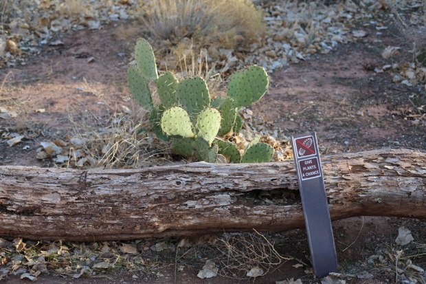 Cactus in Zion NP