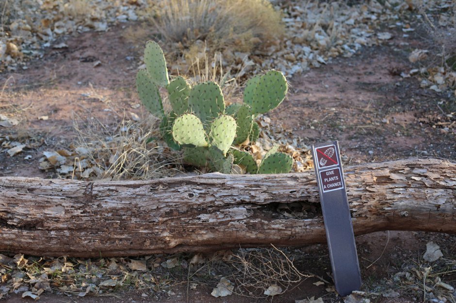 Cactus in Zion NP