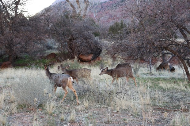 Mule deer in Zion NP