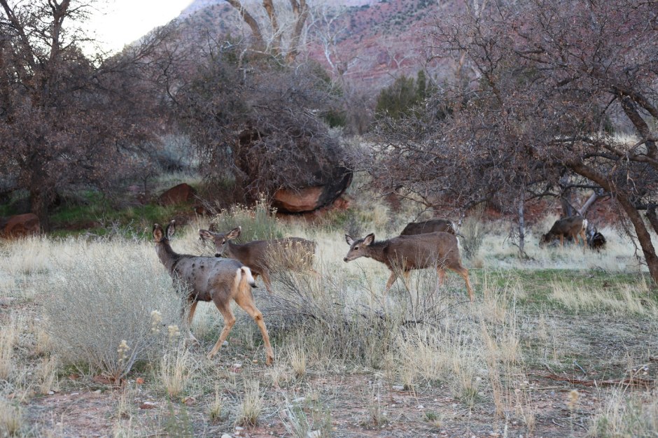 Mule deer in Zion NP