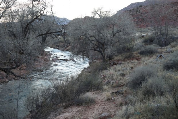 River in Zion NP